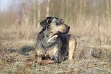 CATAHOULA 048
